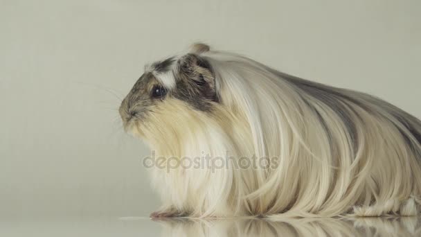 Vackra guinea gris rasen Coronet cavy arkivfilmer video — Stockvideo