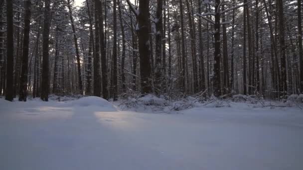 Промені встановлення потоку сонця через стовбури сосен в зимовому лісі відеозапис — стокове відео