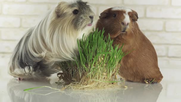 Eskiden şiling şimdi pigs doğurmak altın Amerikan tepeli ve Coronet cavy germinated yulaf stok görüntüleri video yemek — Stok video