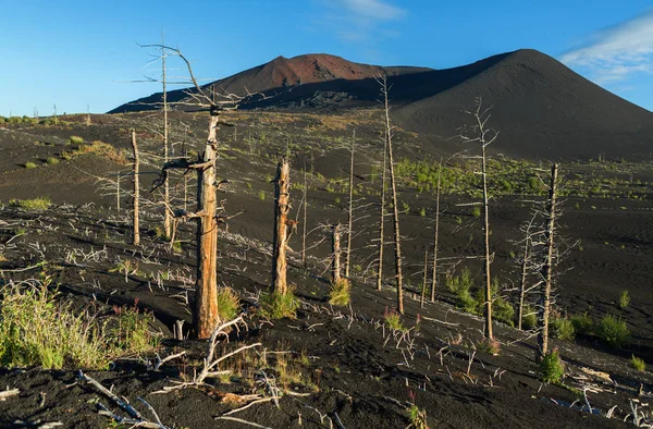 Dead wood - en följd av en katastrofal release av aska under utbrott av vulkanen 1975 Tolbachik norr genombrott — Stockfoto
