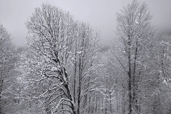 Снежный лес на Северном склоне хребта Айбга Западный Кавказ — стоковое фото