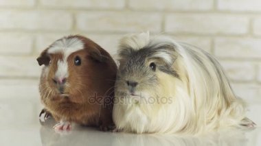 Eskiden şiling şimdi pigs doğurmak altın Amerikan tepeli ve Coronet cavy stok görüntüleri video