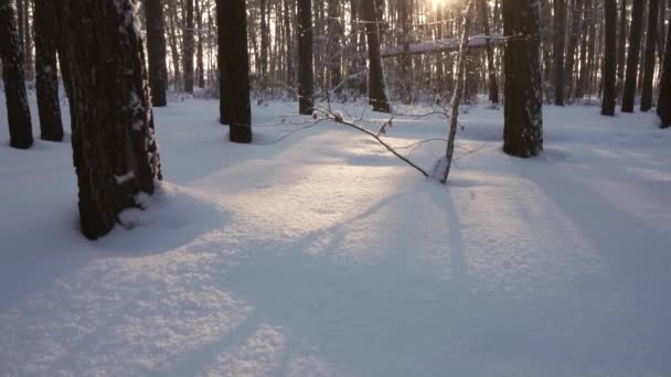 Panorama vertical de sol que fluye a través del video de imágenes del bosque de invierno — Vídeo de stock