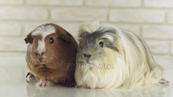 Guinea pigs breed Golden American Crested and Coronet cavy stock footage video — Stock Video