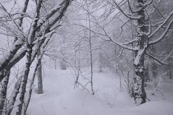 Bosque nevado en ladera norte Aibga Ridge Cáucaso occidental — Foto de Stock