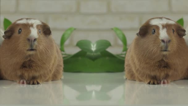 Dvě morčata mluvit jako hlasatelé v televizi humor stopáže videa — Stock video