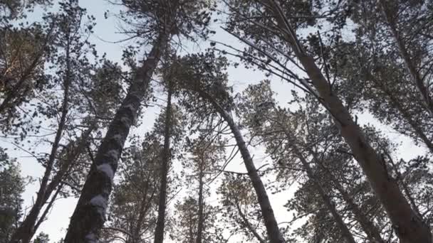 Verticale panorama van zon streaming via winter forest stock footage video — Stockvideo