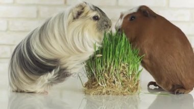 Eskiden şiling şimdi pigs doğurmak altın Amerikan tepeli ve Coronet cavy germinated yulaf stok görüntüleri video yemek