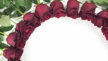 Kırmızı gül beyaz arka plan stok görüntüleri video üzerinde Su damlacıkları ile yuvarlak çerçeve