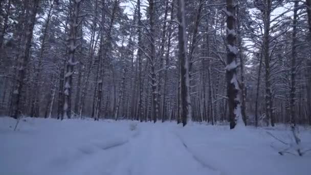 Jogging sur une belle vidéo de stock de forêt d'hiver 