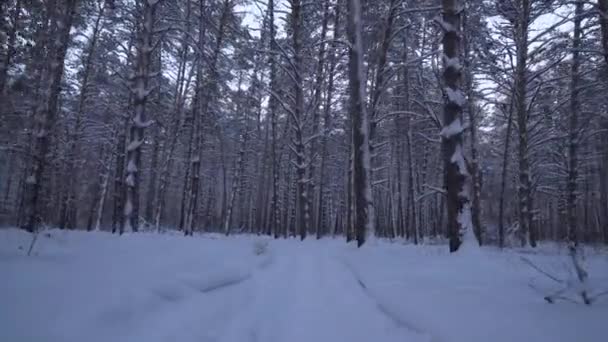 Jogging sur une belle vidéo de stock de forêt d'hiver — Video