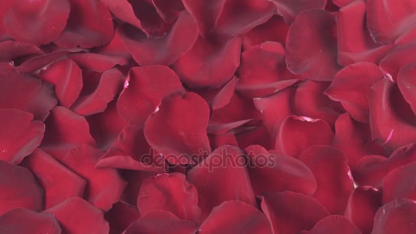 Kronblad röda rosor till vinden blåser vit bakgrund slowmotion arkivfilmer video — Stockvideo