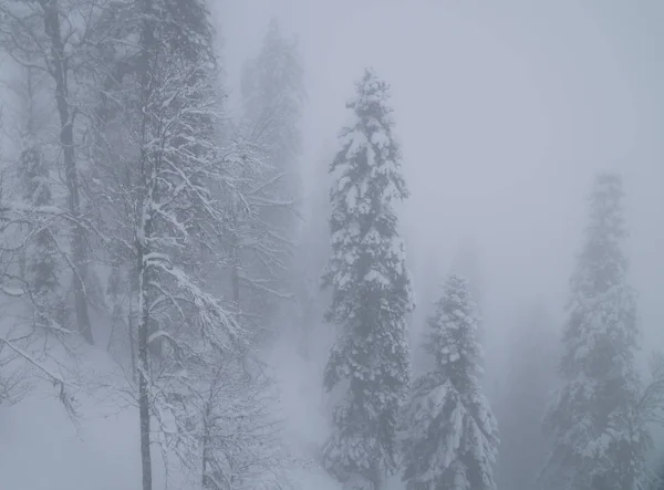 Forêt enneigée dans les nuages sur le versant nord Aibga Ridge Caucase occidental — Photo