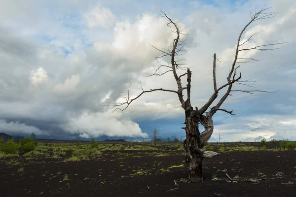 Madera muerta - consecuencia de una liberación catastrófica de cenizas durante la erupción del volcán en 1975 Tolbachik avance del norte —  Fotos de Stock