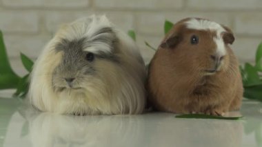 İki eskiden şiling şimdi pigs announcers televizyon mizah stok görüntüleri video konuşmak