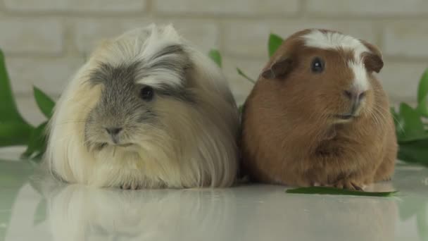 Two guinea pigs talk as announcers on television humor stock footage video — Stock Video