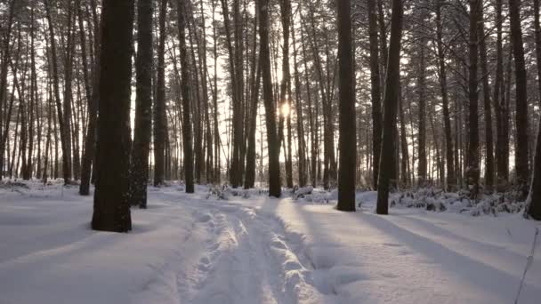 Rays of setting sun streaming through trunks of pine trees in winter forest stock footage video — Stock Video