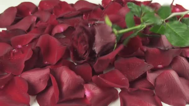 Rode roos met druppels water vallen op achtergrond van de bloemblaadjes slowmotion stock footage video — Stockvideo