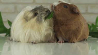 Bir kobay hayatta kalma ağır çekim stok görüntüleri video için başka bir salatalık mücadele çalmaktadır