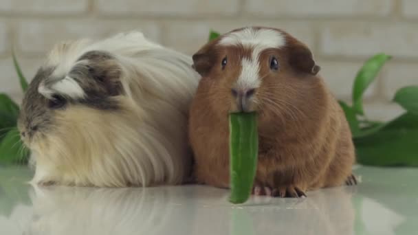 Uma cobaia comendo pepino e segundo pensamento imagens de vídeo — Vídeo de Stock