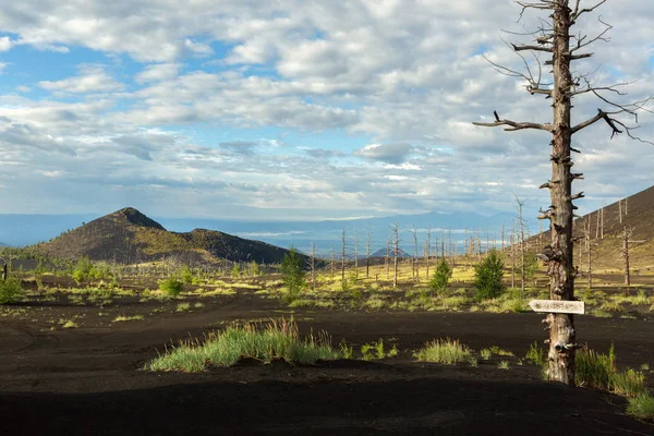 Bois mort - une conséquence d'une libération catastrophique de cendres lors de l'éruption du volcan en 1975 Tolbachik percée nord — Photo