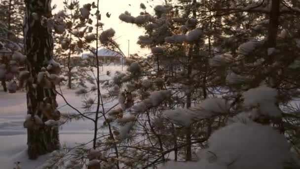 El sol irrumpe a través de vídeo de material de pino cubierto de nieve — Vídeos de Stock