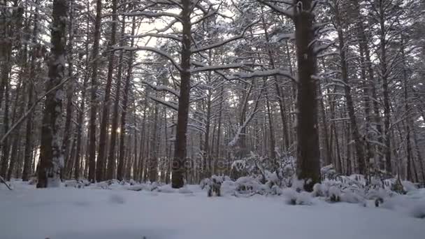 Rays of setting sun streaming through trunks of pine trees in winter forest stock footage video — Stock Video