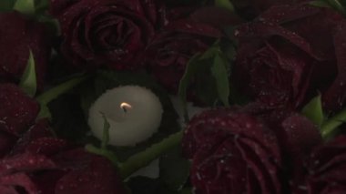 Mumlar ve ölü yavaş hareket hisse senedi görüntüleri video için kırmızı gül üzüntü yağmur dökülen