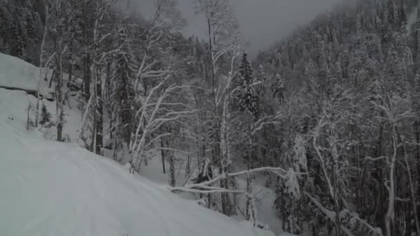 Bomen in de wolken op de zuidelijke helling Aibga Ridge van Westelijke Kaukasus bij Rosa choetor Alpine Resort stock footage video — Stockvideo