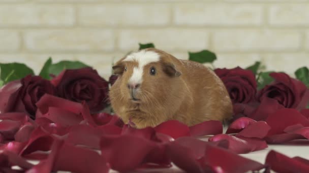 Petals of red roses fall to guinea pigs breed Golden American Crested slow motion stock footage video — Stock Video
