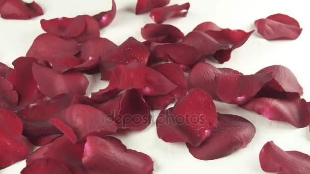 Pétalas de rosas vermelhas com gotas de água caindo no fundo branco reverter câmera lenta imagens de vídeo — Vídeo de Stock