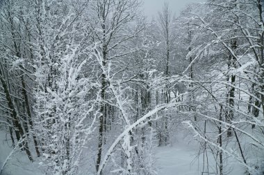 Kuzey yamaç Aibga Ridge Batı Kafkasya karlı ormanı