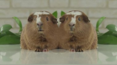 İki eskiden şiling şimdi pigs announcers televizyon mizah stok görüntüleri video konuşmak