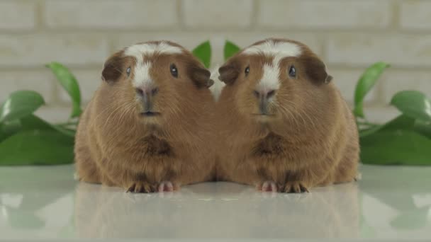 Two guinea pigs talk as announcers on television humor stock footage video — Stock Video