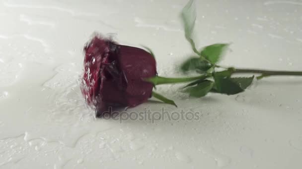 Rosa rossa che cade su sfondo bianco con acqua al rallentatore stock filmato video — Video Stock