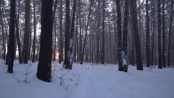 Луч заходящего солнца, проходящий через стволы сосен в зимних лесах — стоковое видео