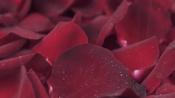 Regen gieten neer op achtergrond van rode rozenblaadjes slowmotion stock footage video — Stockvideo