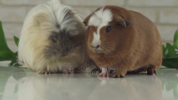 Les cochons de Guinée mangent leurs propres fientes pour améliorer la digestion ralenti stock de séquences vidéo — Video