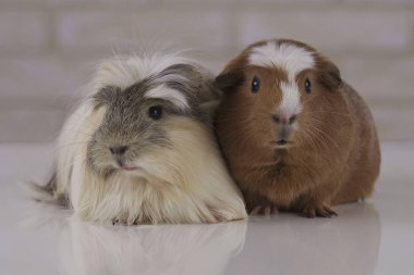 Eskiden şiling şimdi pigs altın Amerikan tepeli ve Coronet cavy doğurmak