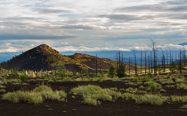 Bois mort - une conséquence d'une libération catastrophique de cendres lors de l'éruption du volcan en 1975 Tolbachik percée nord — Photo