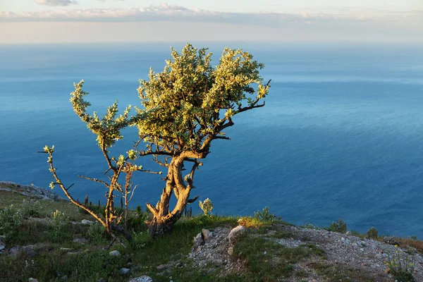 Μοναχικό δέντρο φόντο της Μαύρης θάλασσας στην Ανατολή του ηλίου στην κορυφή του βουνού Ilyas Kaya. — Φωτογραφία Αρχείου