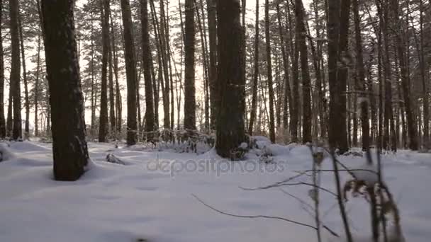 Rays of setting sun streaming through trunks of pine trees in winter forest stock footage video — Stock Video