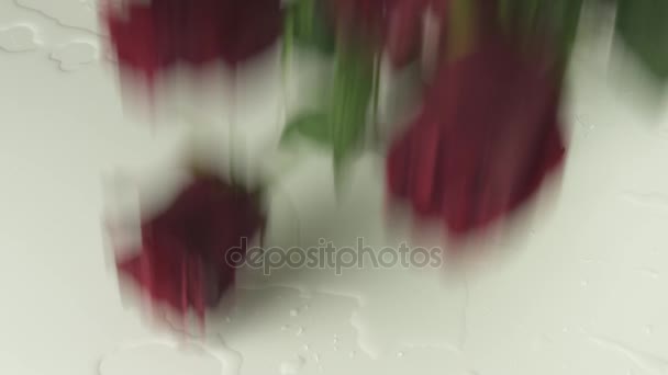 Rote Rosen fallen auf weißem Hintergrund mit Wasser Zeitlupe Stock Footage Video — Stockvideo