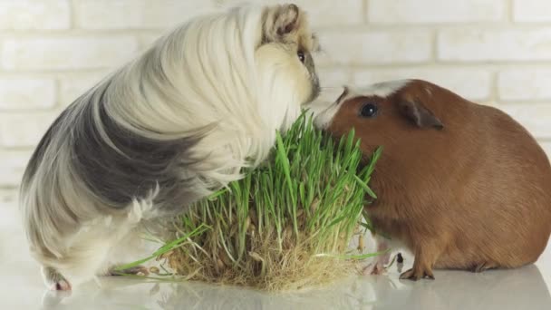 几内亚猪品种金美国冠和皇冠豚鼠吃发芽的燕麦素材视频 — 图库视频影像