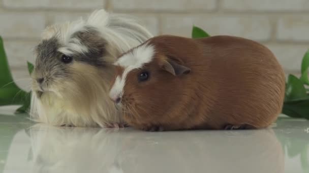 Guinea pigs eat their own droppings to improve digestion stock footage video — Stock Video