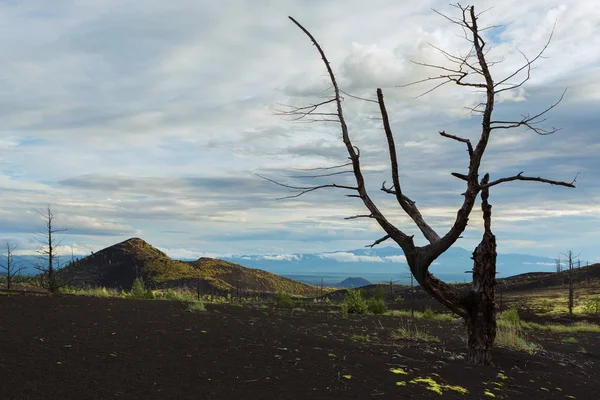 Bois mort - une conséquence d'une libération catastrophique de cendres lors de l'éruption du volcan en 1975 Tolbachik percée nord — Photo