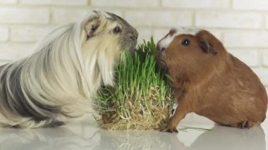 Eskiden şiling şimdi pigs doğurmak altın Amerikan tepeli ve Coronet cavy germinated yulaf stok görüntüleri video yemek