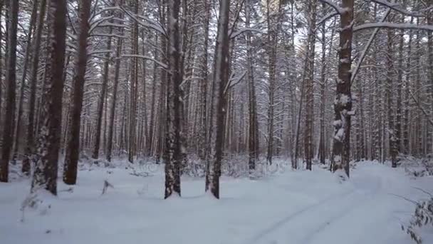 Viaggia attraverso un bellissimo video di materiale forestale innevato invernale — Video Stock