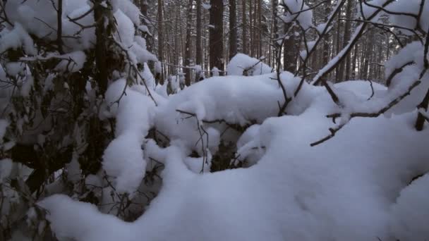Invierno bosque de pinos con nieve deriva imágenes de archivo de vídeo — Vídeos de Stock