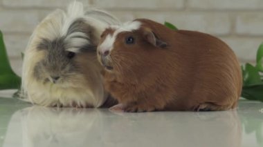 Eskiden şiling şimdi pigs sindirim yavaş hareket hisse senedi görüntüleri video geliştirmek için kendi kendi dışkıları yemek